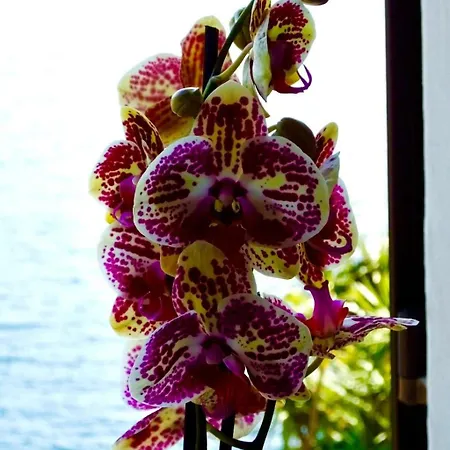 See-penthouse By Interhome * Brissago