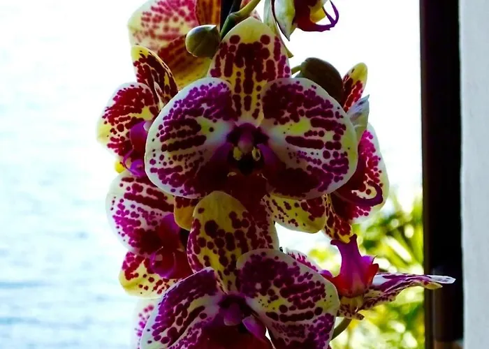 See-penthouse By Interhome * Brissago